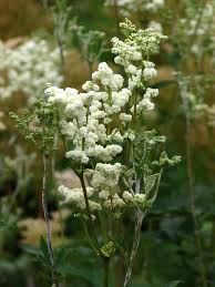 Attēlu rezultāti vaicājumam “Filipendula ulmaria  flower”