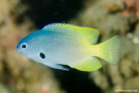 Attēlu rezultāti vaicājumam “Dianema depressum macro”