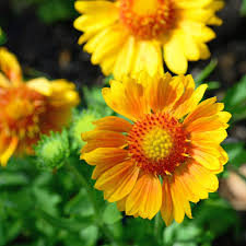 Image result for Gaillardia