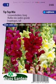 Image result for Antirrhinum majus maximum