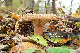 Attēlu rezultāti vaicājumam “Lactarius torminosus”