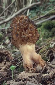 Attēlu rezultāti vaicājumam “Morchella esculenta”