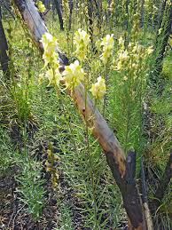 Attēlu rezultāti vaicājumam “Linaria vulgaris bud”