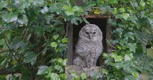 Attēlu rezultāti vaicājumam “Strix aluco juvenile”