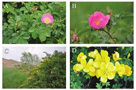 Attēlu rezultāti vaicājumam “Rosa villosa”