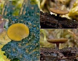 Attēlu rezultāti vaicājumam “Rutstroemia firma”