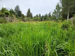 Attēlu rezultāti vaicājumam “Glyceria maxima”