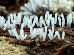 Attēlu rezultāti vaicājumam “Stemonitopsis sp.”