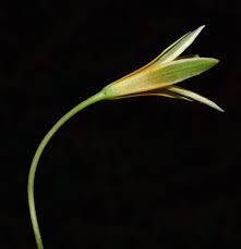 Attēlu rezultāti vaicājumam “Gagea lutea bud”