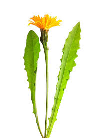 Attēlu rezultāti vaicājumam “Leontodon hispidus fruit”