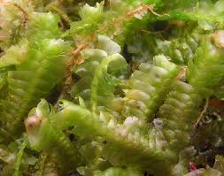 Attēlu rezultāti vaicājumam “Bazzania trilobata”