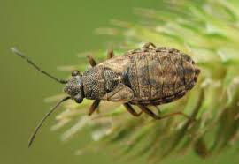 Attēlu rezultāti vaicājumam “Nithecus jacobaeae”