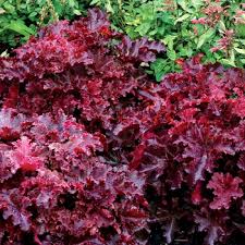 Image result for HEUCHERA americana 'Palace Purple Auslese'