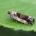 Attēlu rezultāti vaicājumam “Epinotia ramella”