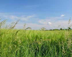 Attēlu rezultāti vaicājumam “Poa trivialis”