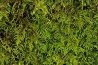 Attēlu rezultāti vaicājumam “Abietinella abietina”