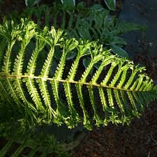 Attēlu rezultāti vaicājumam “Dryopteris filix-mas”