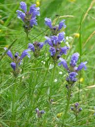 Attēlu rezultāti vaicājumam “Dracocephalum ruyschiana fruit”