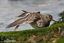 Attēlu rezultāti vaicājumam “Calidris maritima”