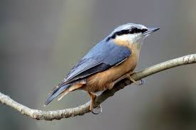 Image result for Sitta europaea