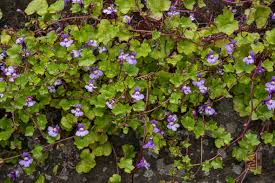 Attēlu rezultāti vaicājumam “Cymbalaria muralis flower”