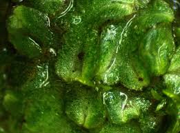 Attēlu rezultāti vaicājumam “Riccia bifurca”