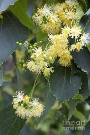 Attēlu rezultāti vaicājumam “Tilia cordata flower”