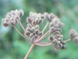 Attēlu rezultāti vaicājumam “Torilis japonica”