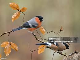 Attēlu rezultāti vaicājumam “Pyrrhula pyrrhula male”