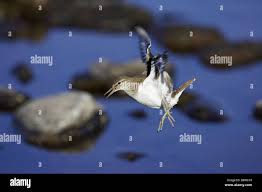 Attēlu rezultāti vaicājumam “Actitis hypoleucos adult”