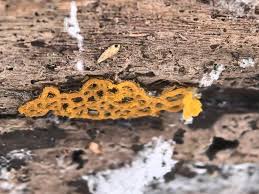 Attēlu rezultāti vaicājumam “Lycogala sphaeroconicum young”