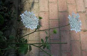 Attēlu rezultāti vaicājumam “Daucus sativus flower”