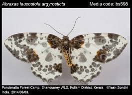 Attēlu rezultāti vaicājumam “Abraxas sylvata”