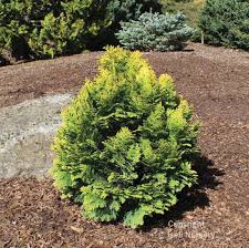 Attēlu rezultāti vaicājumam “Chamaecyparis lawsoniana”