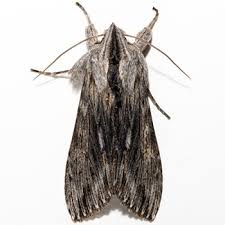 Attēlu rezultāti vaicājumam “Cucullia fraudatrix”