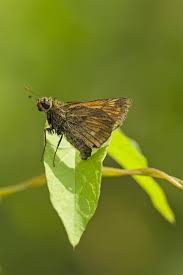 Attēlu rezultāti vaicājumam “Ochlodes sylvanus”