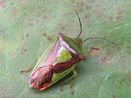 Attēlu rezultāti vaicājumam “Acanthosoma haemorrhoidale imago”