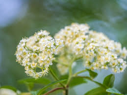 Attēlu rezultāti vaicājumam “Spiraea chamaedryfolia flower”