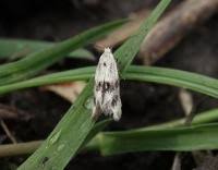 Attēlu rezultāti vaicājumam “Elachista maculicerusella”