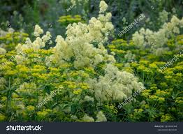 Attēlu rezultāti vaicājumam “Thalictrum lucidum leaf”
