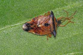 Attēlu rezultāti vaicājumam “Elasmucha ferrugata”