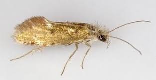 Attēlu rezultāti vaicājumam “Eriocraniidae”