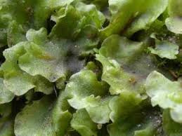 Attēlu rezultāti vaicājumam “Pellia endiviifolia sporophyte”