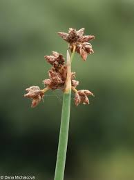 Attēlu rezultāti vaicājumam “Schoenoplectus lacustris subsp. glaucus fruit”