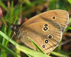Attēlu rezultāti vaicājumam “Aphantopus hyperantus underside”
