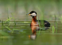 Attēlu rezultāti vaicājumam “Podiceps grisegena adult”