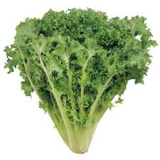 Attēlu rezultāti vaicājumam “Lactuca sativa”