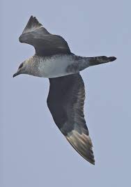 Image result for Stercorarius parasiticus