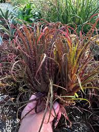 Attēlu rezultāti vaicājumam “Dicranella crispa”