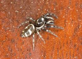 Attēlu rezultāti vaicājumam “Salticus scenicus”